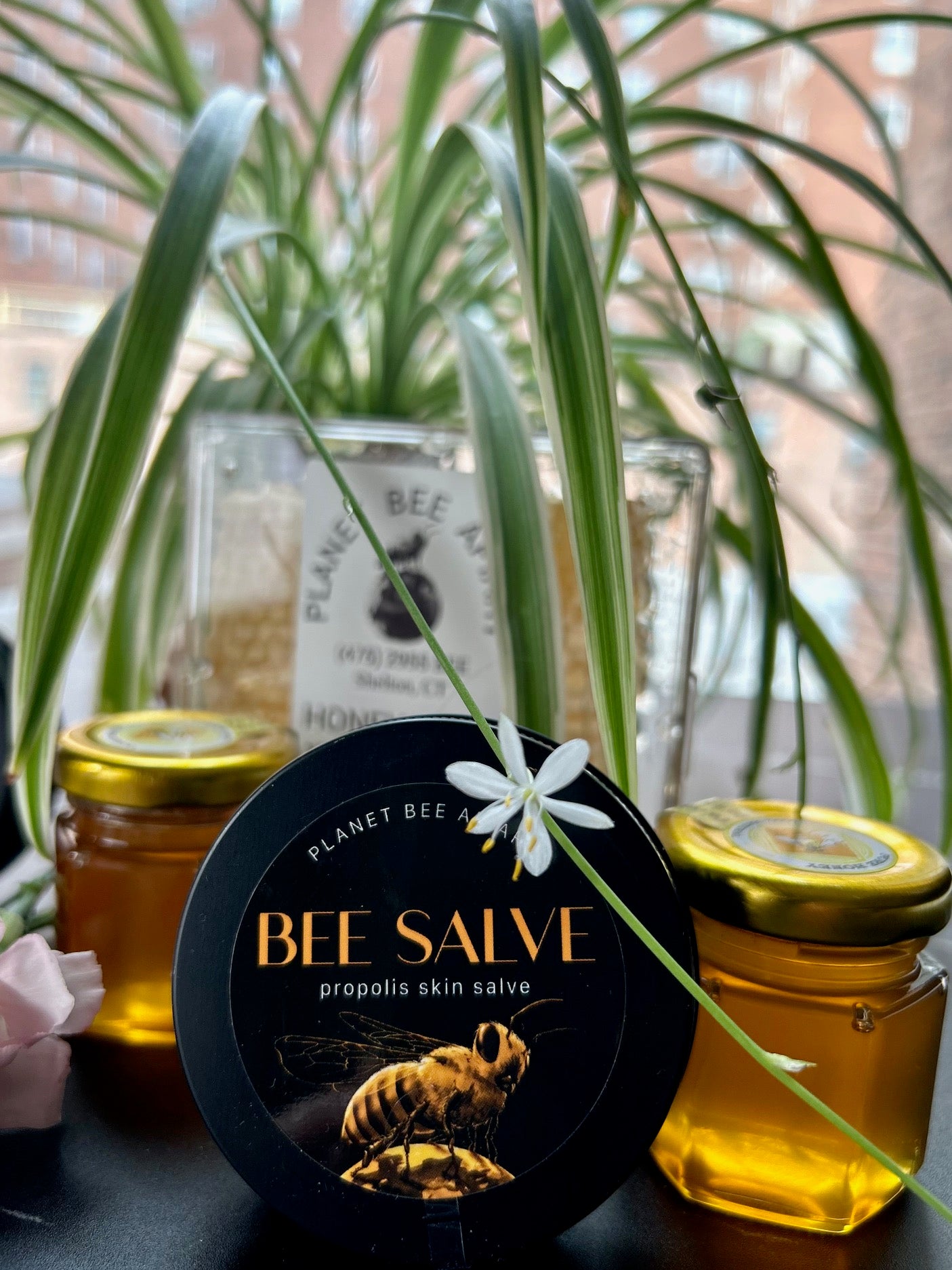 BEE SALVE