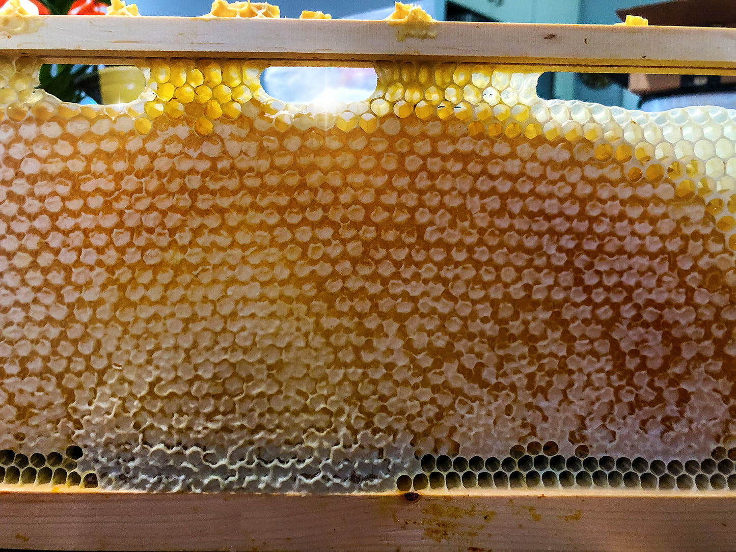 BEE SALVE with PLUMERIA essential oil