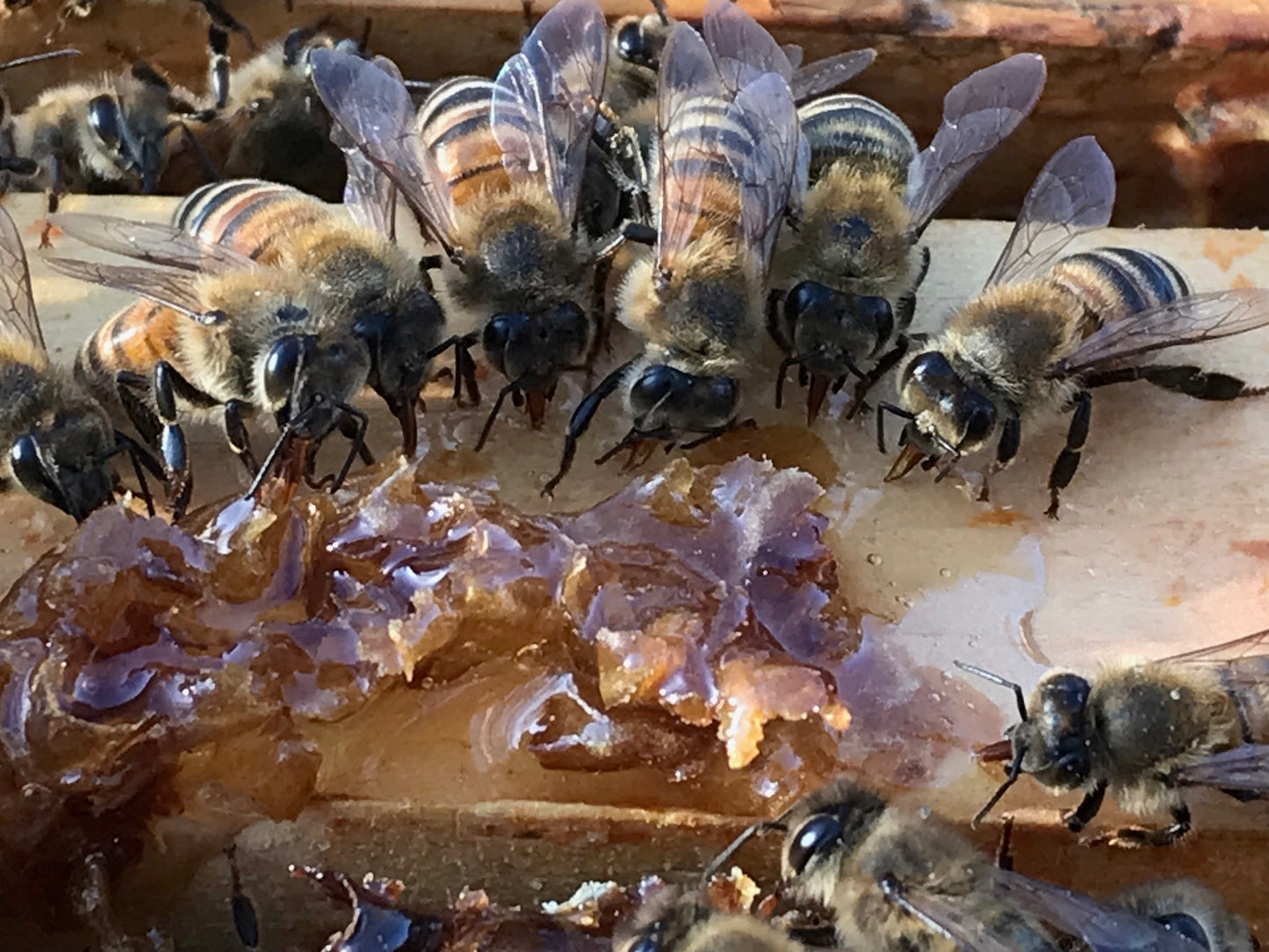 BEE SALVE